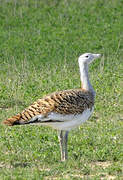 Great Bustard