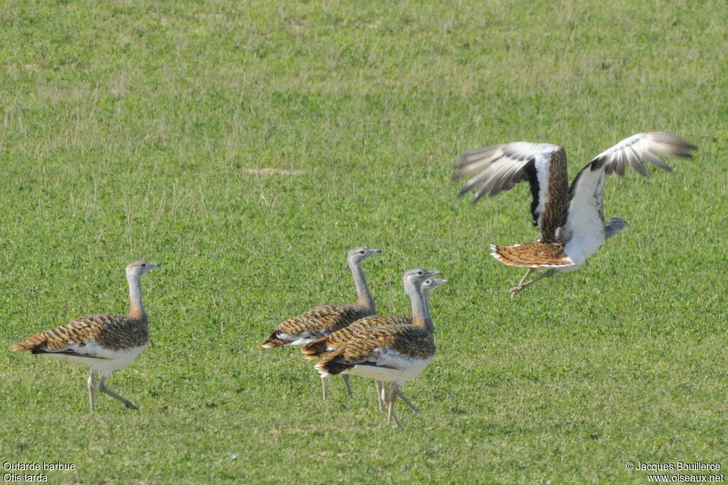 Great Bustard