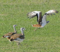 Great Bustard