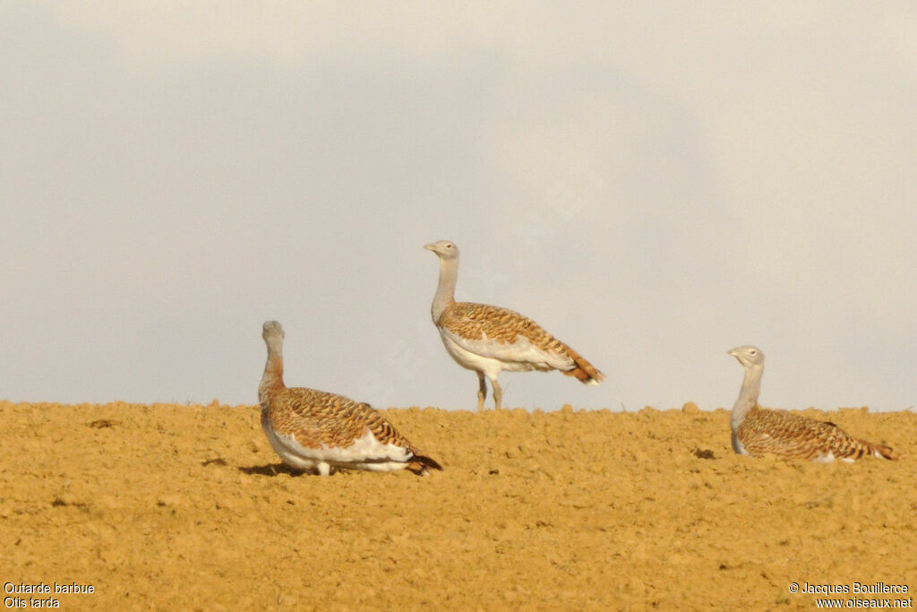 Great Bustard