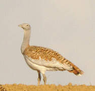 Great Bustard