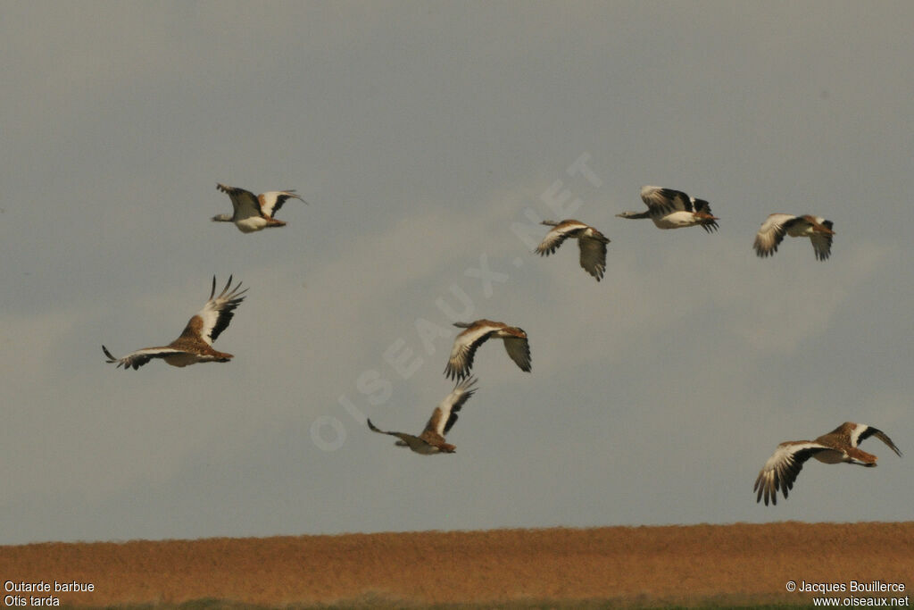 Great Bustard