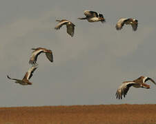 Great Bustard