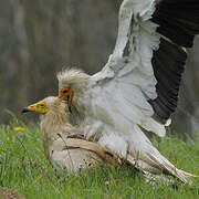 Egyptian Vulture