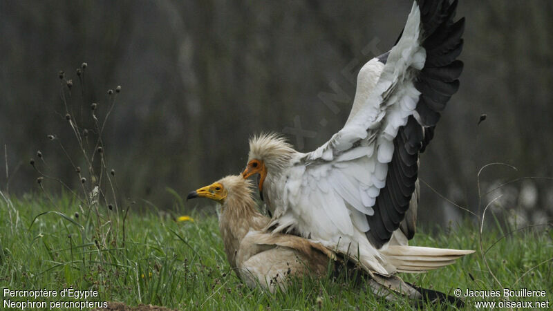 Egyptian Vulture