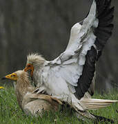 Egyptian Vulture