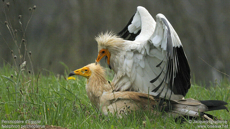 Egyptian Vulture