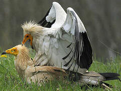 Egyptian Vulture