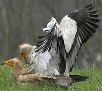 Egyptian Vulture