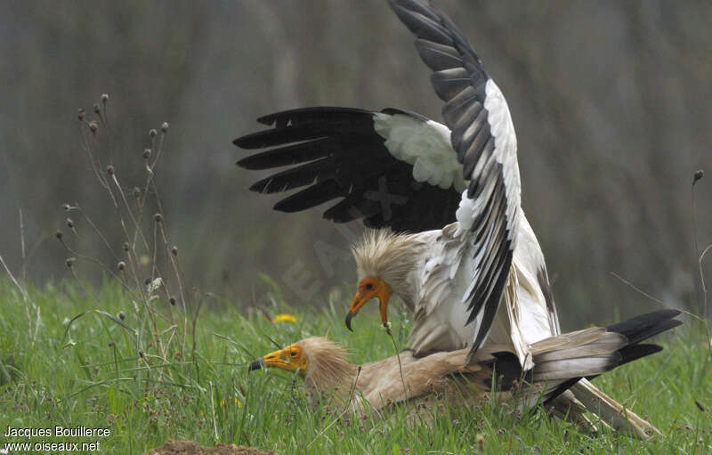 Egyptian Vultureadult breeding, mating.