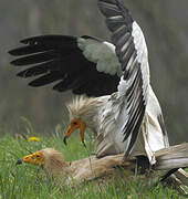 Egyptian Vulture