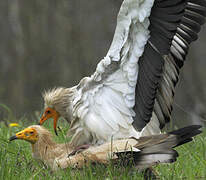 Egyptian Vulture