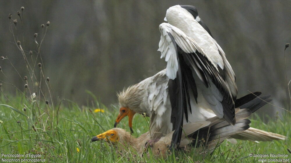 Egyptian Vulture adult