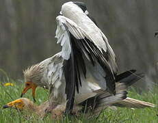 Egyptian Vulture