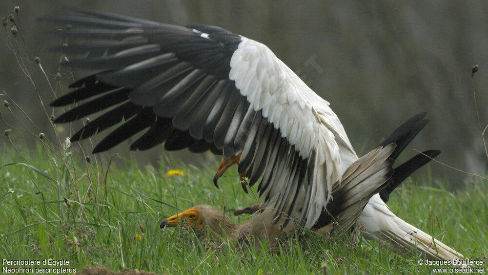 Egyptian Vulture adult