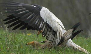 Egyptian Vulture