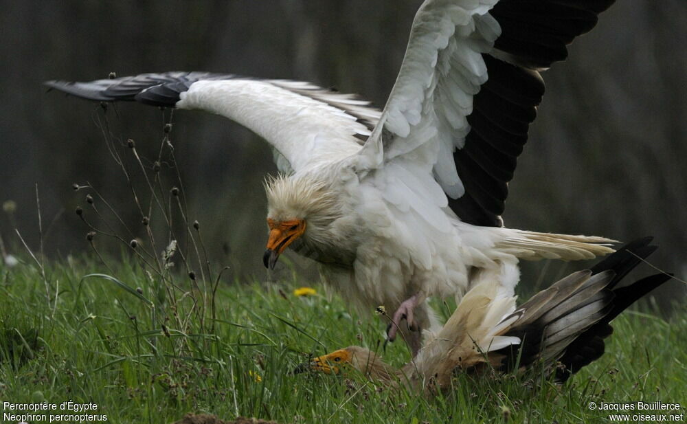 Egyptian Vulture adult