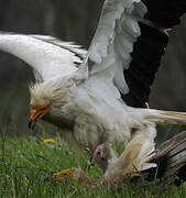 Egyptian Vulture