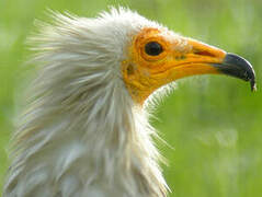 Egyptian Vulture