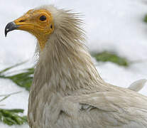 Egyptian Vulture