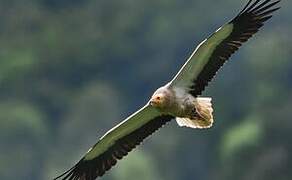 Egyptian Vulture