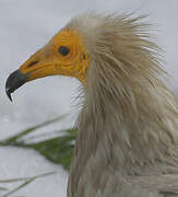 Egyptian Vulture