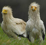 Egyptian Vulture