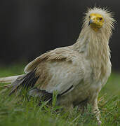 Egyptian Vulture