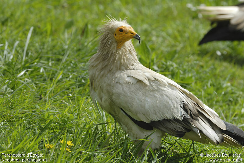 Egyptian Vulture male adult