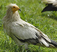 Egyptian Vulture