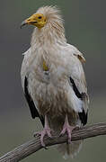 Egyptian Vulture