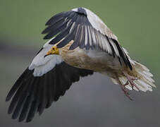 Egyptian Vulture