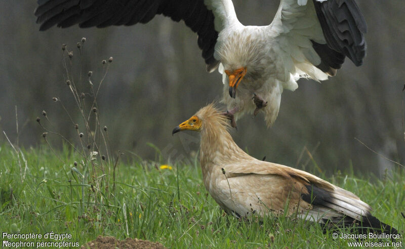 Egyptian Vulture adult