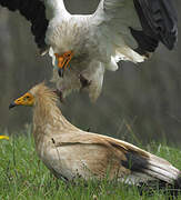 Egyptian Vulture