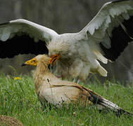 Egyptian Vulture