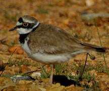 Little Ringed Plover