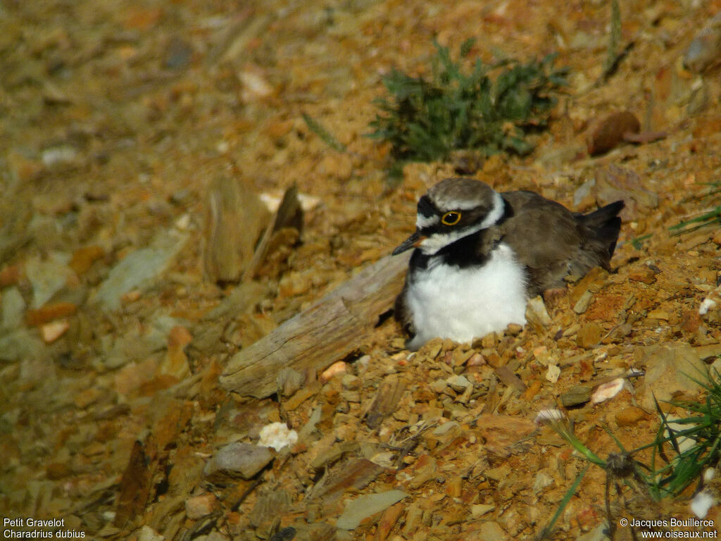 Little Ringed Ploveradult, Reproduction-nesting