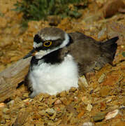 Little Ringed Plover