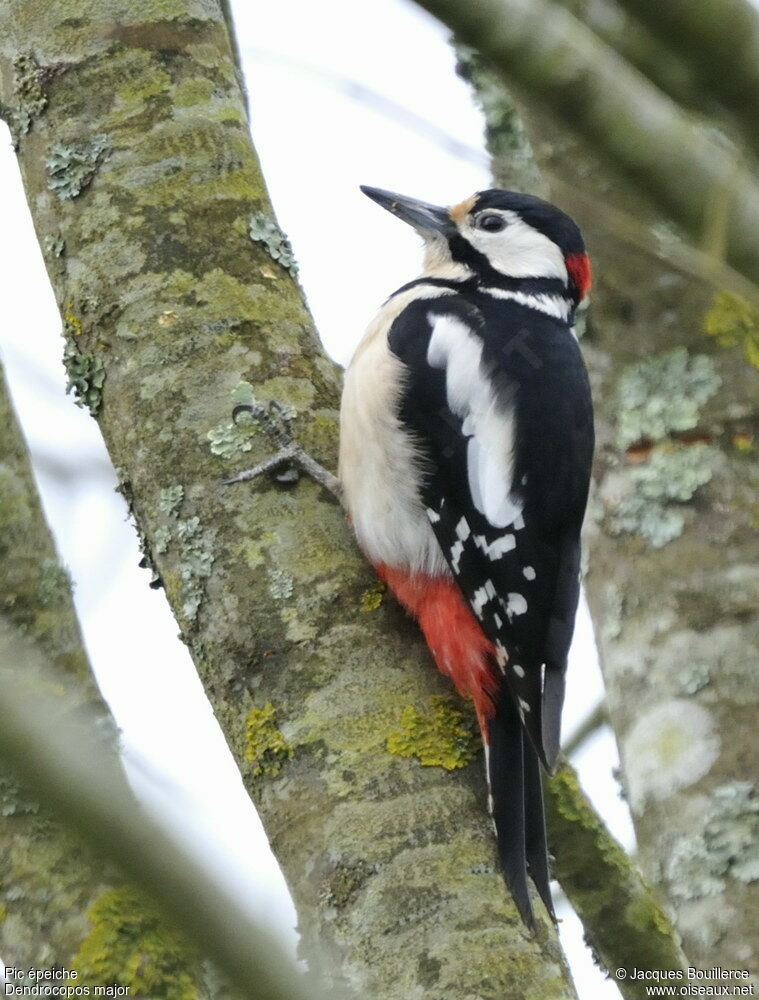 Great Spotted Woodpeckeradult