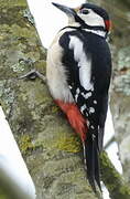 Great Spotted Woodpecker