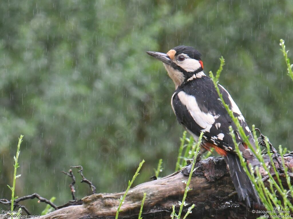 Great Spotted Woodpecker