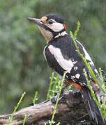 Great Spotted Woodpecker