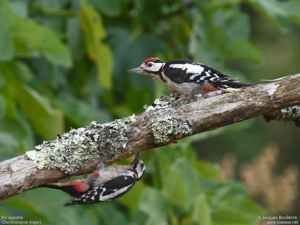 Great Spotted Woodpecker