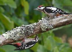 Great Spotted Woodpecker