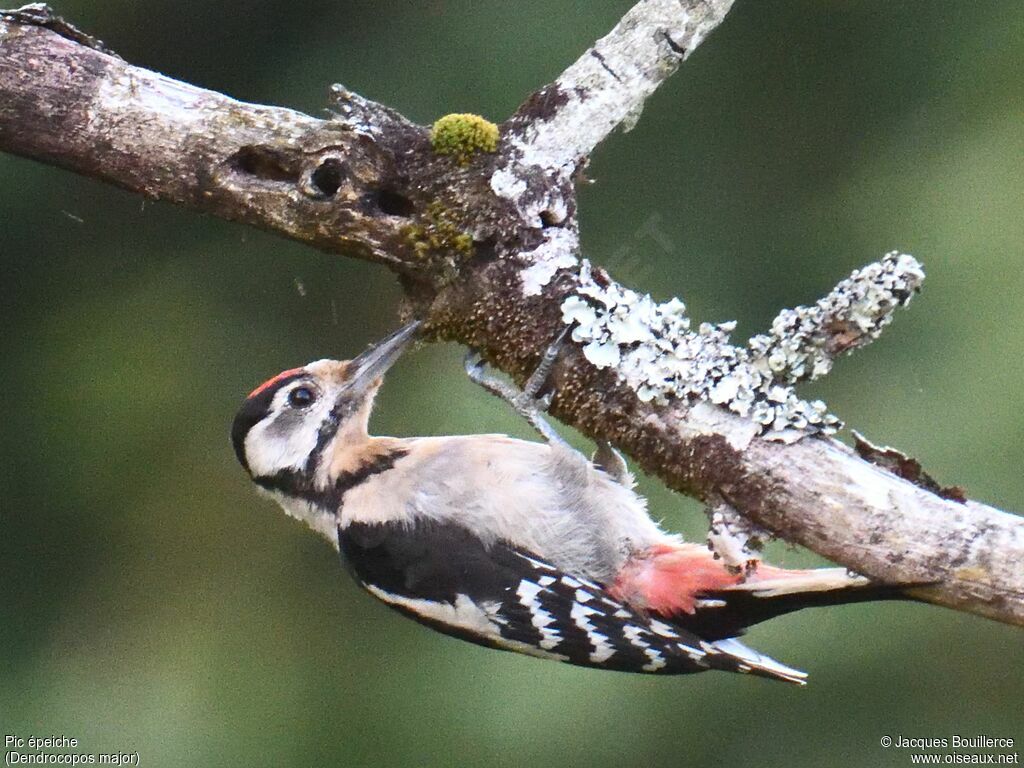 Great Spotted Woodpecker