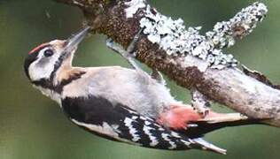 Great Spotted Woodpecker