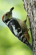 Middle Spotted Woodpecker