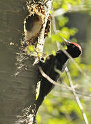 Black Woodpecker