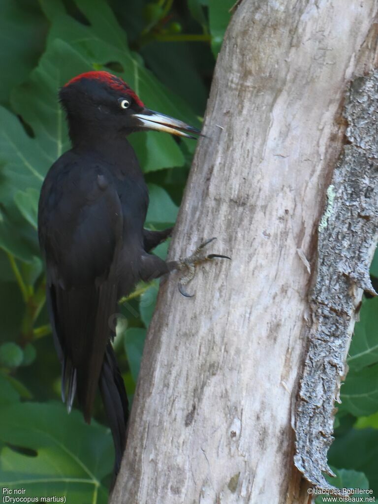 Black Woodpecker