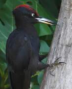 Black Woodpecker